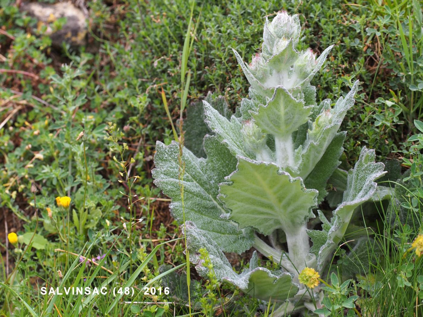 Sage, Mediterranean leaf